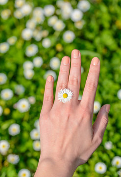 Daisy between fingers