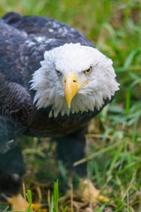 Eagle standing on grass