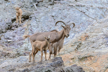 Barbary sheep on rock