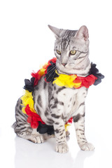 Bengalkatze im Fußballfieber