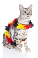 Bengalkatze im Fußballfieber