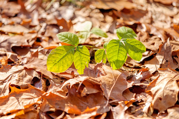 orange leaves