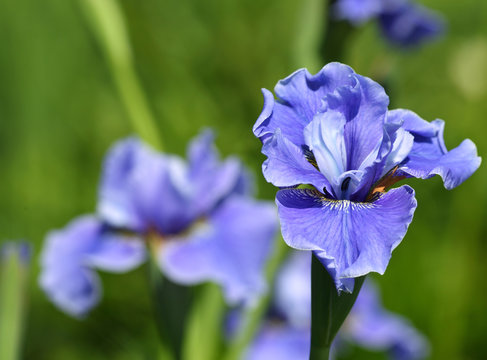 Blaue Iris Blüten