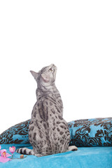 Bengalkatze von hinten auf blauer Decke