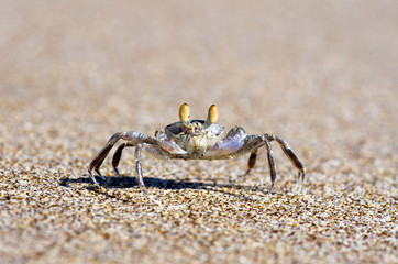 crab