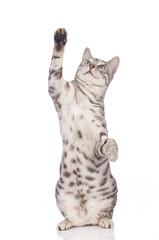 Bengalkatze macht Männchen