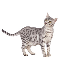 Bengalkatze seitlich stehend