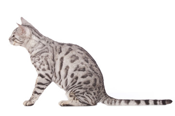 Bengalkatze seitlich sitzend