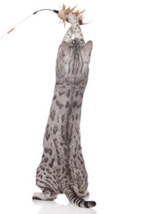 Bengalkatze von hinten