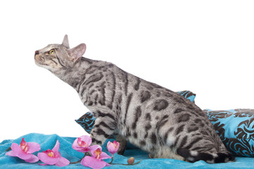 Bengalkatze seitlich auf blauer Decke
