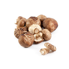 chinese mushroom