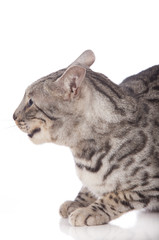 Ärgerliche Bengalkatze