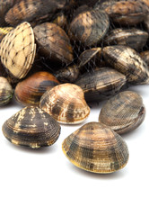 almejas frescas