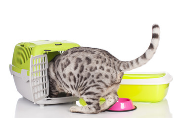 Bengal Katze mit Katzen Grundausstattung