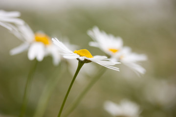 Feine Kamillenbl&uuml;ten