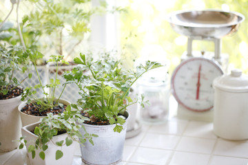 キッチンガーデン