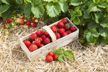 Erdbeerfeld mit reifen Erdbeeren