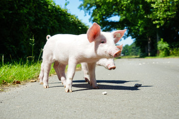 Zwei neugierige Ferkel auf Erkundungstour