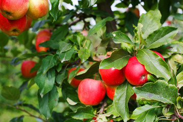 Red ripe apples on tree in orchard.