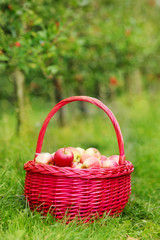 Organic red apples in a Basket outdoor. Orchard. Autumn Garden.