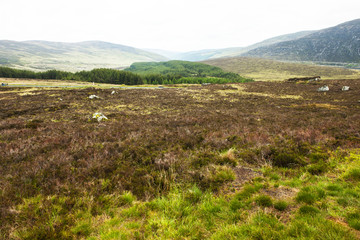 Obraz premium Wicklow-Berge bei Glendalough, Irland