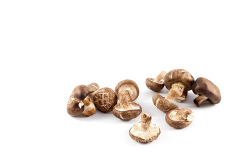 chinese mushroom
