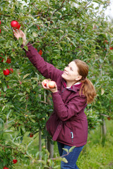 Young woman picking red apples in an orchard