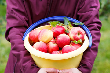 Yellow bucket with red ripe apples from orchard .