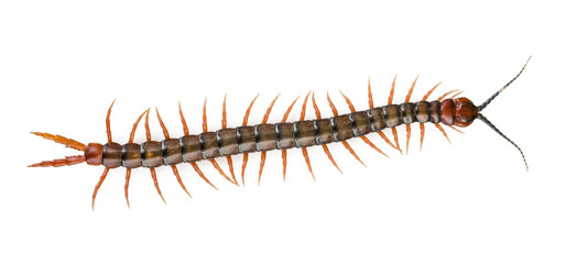 Centipede Isolated