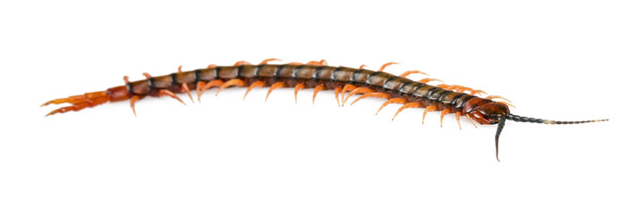 Centipede Isolated