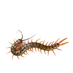 Centipede Isolated