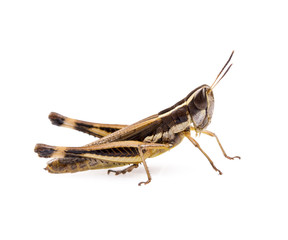 Fototapeta premium Grasshopper