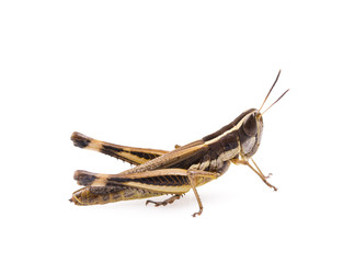 Grasshopper