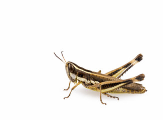 Grasshopper