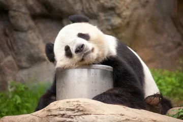 Deurstickers Panda slapende panda