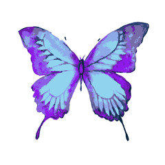 butterflies design