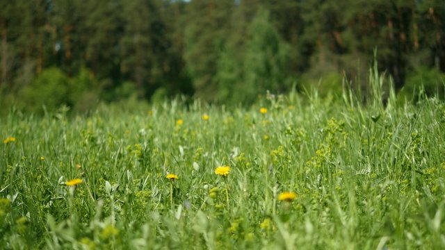 spring meadow with dandelions, Ultra HD 4K slider video