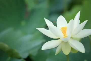 Stof per meter Lotusbloem mooie lotusbloem in vijver