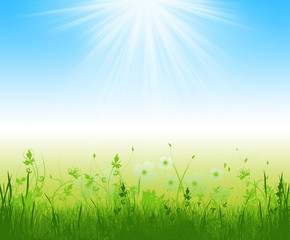 Fototapeta na wymiar spring grass in sun light and defocused sky on background