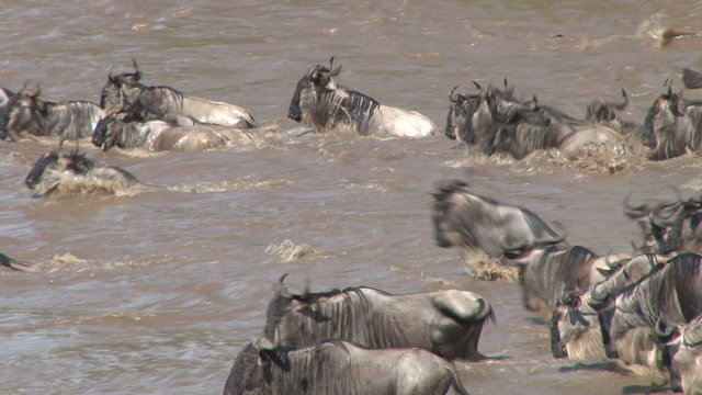 wildebeests crossing mara river