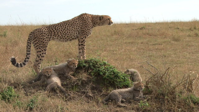cheetah watching the plains while cubs rest