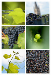 Collage-Grape-Vine Vineyard