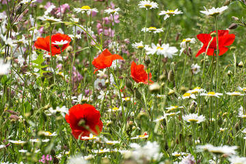 Poppies and daisies in a wild meadow