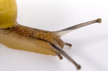 White-lipped banded snail (Cepaea hortensis)