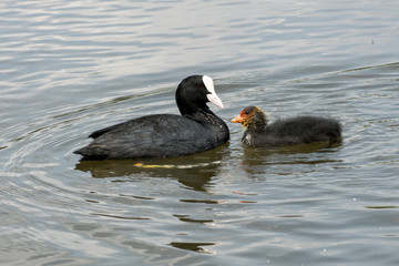 Cute Coot chick with parent