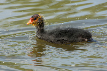 Cute Coot chick