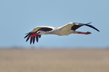 Obraz premium stork flying against the sky