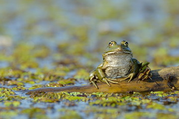 frog in natural habitat