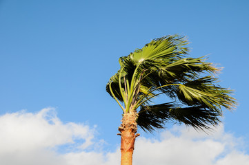 Obraz premium Palm Tree Blowing In The Wind