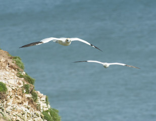 Gannet seabird in flight